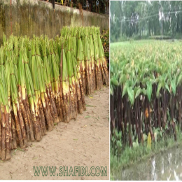 SBJEI-FRESH TARO ROOT LARGE SIZE WITH STEM